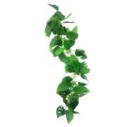 money-plant-2