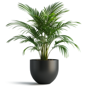 transparent-indoor-plants-free-png